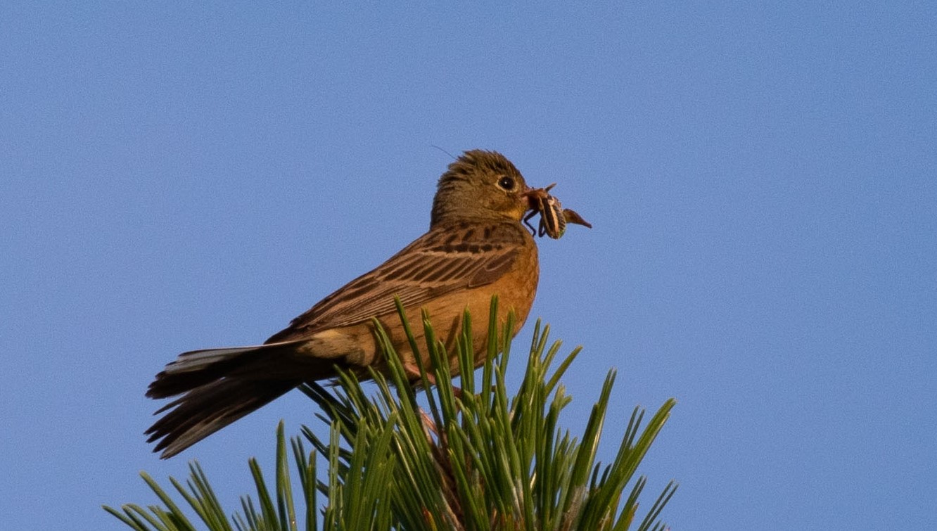 Ortolani